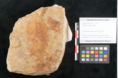 Foto (Objekt + Etikett) von Fagus pyrrhae Unger (NHMW-GEO-2024-0188-11593)
